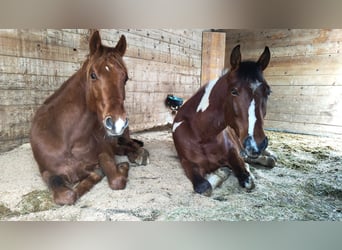 American Paint Horse, Gelding, 3 years, 14 hh, Tobiano-all-colors