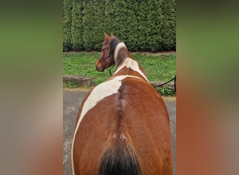 American Paint Horse, Gelding, 3 years, 14 hh, Tobiano-all-colors