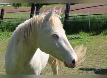 American Paint Horse, Gelding, 3 years, 14,1 hh