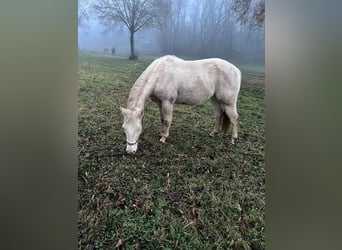 American Paint Horse, Gelding, 3 years, 14,1 hh