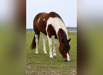 American Paint Horse, Gelding, 3 years, 14,2 hh, Pinto