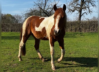 American Paint Horse, Gelding, 3 years, 14,2 hh, Tobiano-all-colors