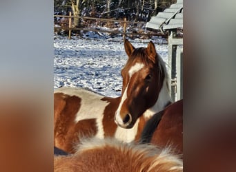 American Paint Horse, Gelding, 3 years, 14,3 hh, Pinto