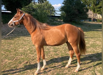 American Paint Horse, Gelding, 3 years, 15.1 hh, Chestnut-Red