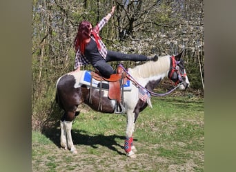 American Paint Horse Mix, Gelding, 3 years, 15.1 hh, Pinto