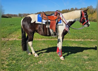 American Paint Horse Mix, Gelding, 3 years, 15.1 hh, Pinto