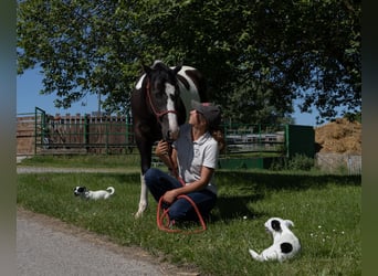 American Paint Horse, Gelding, 3 years, 15.1 hh, Tobiano-all-colors