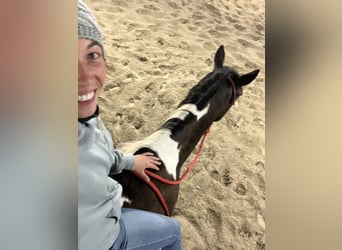 American Paint Horse, Gelding, 3 years, 15.1 hh, Tobiano-all-colors