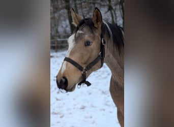 American Paint Horse Mix, Gelding, 3 years, 15 hh, Buckskin