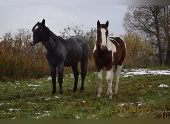 American Paint Horse, Gelding, 3 years, 15 hh, Tobiano-all-colors