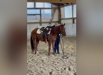American Paint Horse, Gelding, 3 years, 15,1 hh, Chestnut-Red