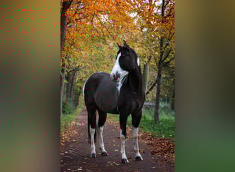 American Paint Horse, Gelding, 3 years, 15,1 hh, Grullo