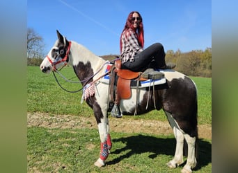 American Paint Horse Mix, Gelding, 3 years, 15,1 hh, Pinto