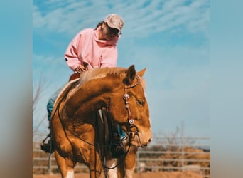 American Paint Horse, Gelding, 3 years, 15,2 hh, Champagne