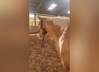 American Paint Horse, Gelding, 3 years, 15,2 hh, Champagne