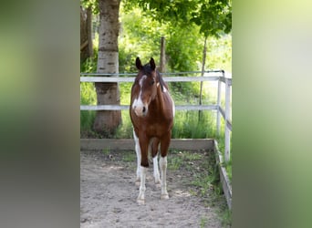 American Paint Horse, Gelding, 3 years, 16 hh, Tobiano-all-colors