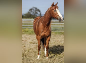 American Paint Horse, Gelding, 3 years, Sorrel