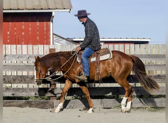 American Paint Horse, Gelding, 3 years, Sorrel