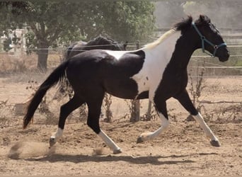 American Paint Horse, Gelding, 3 years, Tovero-all-colors