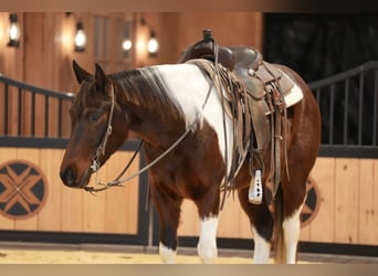 American Paint Horse, Gelding, 4 years, 14.2 hh, Bay