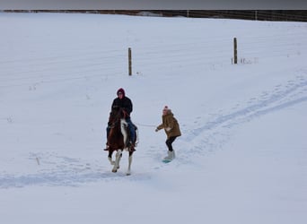 American Paint Horse, Gelding, 4 years, 14.2 hh, Bay