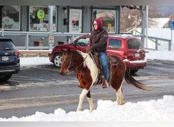 American Paint Horse, Gelding, 4 years, 14.2 hh, Bay