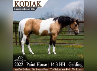 American Paint Horse, Gelding, 4 years, 14.2 hh, Buckskin
