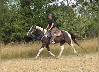 American Paint Horse, Gelding, 4 years, 14.2 hh, Pinto