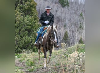 American Paint Horse, Gelding, 4 years, 14.2 hh, Pinto