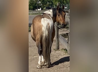 American Paint Horse Mix, Gelding, 4 years, 14.2 hh, Tobiano-all-colors