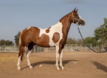 American Paint Horse, Gelding, 4 years, 14.2 hh, Tobiano-all-colors