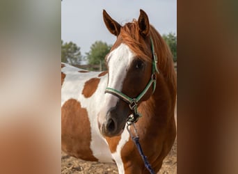American Paint Horse, Gelding, 4 years, 14.2 hh, Tobiano-all-colors