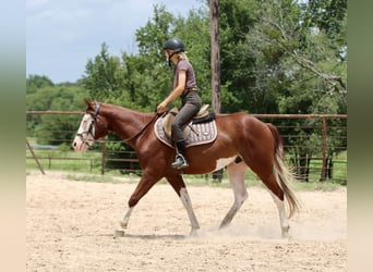 American Paint Horse, Gelding, 4 years, 14.3 hh, Sorrel