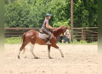 American Paint Horse, Gelding, 4 years, 14.3 hh, Sorrel