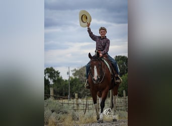 American Paint Horse, Gelding, 4 years, 14,1 hh, Bay