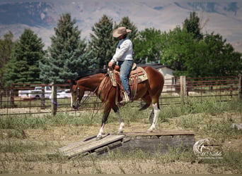 American Paint Horse, Gelding, 4 years, 14,1 hh, Bay