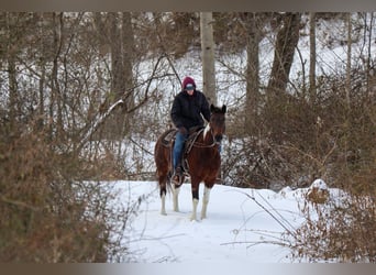 American Paint Horse, Gelding, 4 years, 14,2 hh, Bay