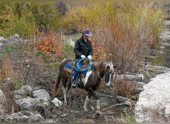 American Paint Horse, Gelding, 4 years, 14,2 hh, Pinto