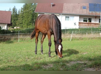 American Paint Horse, Gelding, 4 years, 14,3 hh, Brown