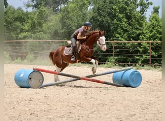 American Paint Horse, Gelding, 4 years, 14,3 hh