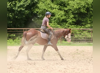 American Paint Horse, Gelding, 4 years, 14,3 hh