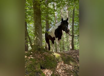 American Paint Horse, Gelding, 4 years, 15.1 hh, Tobiano-all-colors