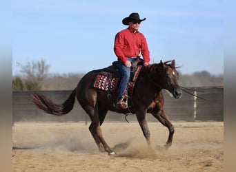 American Paint Horse, Gelding, 4 years, 15.2 hh, Chestnut