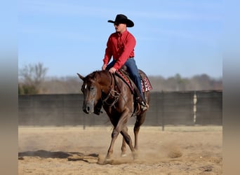 American Paint Horse, Gelding, 4 years, 15.2 hh, Chestnut