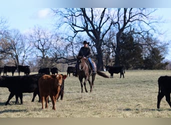 American Paint Horse, Gelding, 4 years, 15.2 hh, Chestnut
