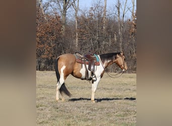 American Paint Horse, Gelding, 4 years, 15.2 hh, Pinto