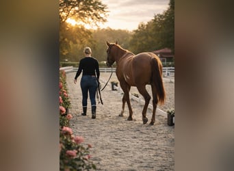 American Paint Horse, Gelding, 4 years, 15 hh, Red Dun
