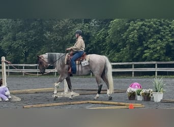 American Paint Horse, Gelding, 4 years, 15 hh, Roan-Bay