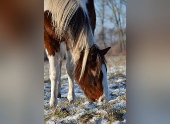 American Paint Horse, Gelding, 4 years, 15 hh, Tobiano-all-colors
