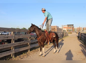 American Paint Horse, Gelding, 4 years, 15,1 hh, Black